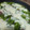 El cooksnap de Laura akem cuando hizo Ejotes gratinados.