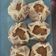 Cooksnap dari Ria Nurulita untuk resep Dimsum ayam udang