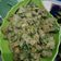 Cooksnap dari Lenny Tobing untuk resep Ati Ampela Cabe Hijau