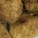 صورة من هند أسامة ، شاركها بعد تجربة وصفة كوردون بلو 🍗👌👍