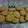 El cooksnap de GRINGA cuando hizo Galletas de avena con nueces y miel.