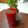 Manisha Desai's cooksnap of when they made એબીસી જ્યુસ (ABC Juice Recipe In Gujarati).