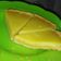 Cooksnap dari Papa Helen untuk resep Pie Susu teflon Fla Pandan