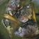 Cooksnap dari Greyse Ryoni untuk resep Soup kepala ikan