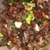 Cooksnap dari aminipriyono@gmail.com untuk resep Oseng Paru Mercon