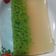 Cooksnap dari mala untuk resep Puding Lumut (daun pandan)