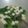 Cooksnap dari Ericha untuk resep Sayur sawi tahu