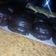 El cooksnap de Erika cuando hizo Alfajores de chocolate caseros.