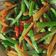 Cooksnap dari Maya Ryandita untuk resep Sayur Acar Kuning
