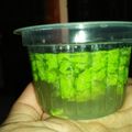 Cooksnap dari Fitri Wulandari untuk resep Puding lumut hijau pandan