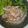 Cooksnap dari Lia Lim untuk resep Bihun bebek medan
