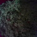 El cooksnap de rosni cuando hizo Arroz con pollo espectacular!!.