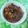 Cooksnap dari Dapur Solabin untuk resep Semur Daging Sapi dan Kentang