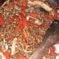 Cooksnap dari NULight untuk resep Tumis Teri Bawang Merah