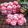 Cooksnap dari Qory Zuniana Baroe untuk resep Red Velvet Crinkles Cookies