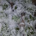 Cooksnap dari Agung Yosadhara untuk resep Onde-onde Betawi alias klepon ala Feni