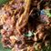 Cooksnap dari Etika M. Prihandini untuk resep Pampis Cakalang