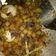 Cooksnap dari shakila untuk resep Kentang Sambal Goreng Ati Ampela