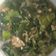 Cooksnap dari S.G.Hidayat untuk resep Tumis Pakcoy Rebon Pedes