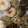 Cooksnap dari Devi untuk resep Donat Maizena