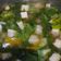 Cooksnap dari Meraki untuk resep Sayur Sawi Hijau Tahu Putih Pedas