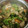 El cooksnap de patriciairenes cuando hizo Tofu al curry con verduritas.