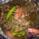 Cooksnap dari Nia Ayu untuk resep Pucung Gabus Betawi