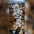 El cooksnap de thormar cuando hizo Muslos de pollo en salsa.
