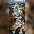 El cooksnap de thormar cuando hizo Muslos de pollo en salsa.