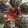 Cooksnap dari Ibu Nonke untuk resep Triple Choco Muffin
