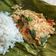 Cooksnap dari vv untuk resep Pepes Tahu