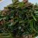yuen 的 沙茶肉絲炒空心菜 cooksnap