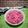 Cooksnap dari Sari Utami Kimdonghwa untuk resep Fruit Salad