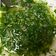 El cooksnap de Maya Rica cuando hizo Chimichurri.