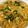 Cooksnap dari Novee Bunda Anfer untuk resep Bihun goreng Labu kuning