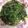 趙蓓蒂 的 蒜味莧菜 cooksnap