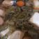 Cooksnap dari Lily Octavia untuk resep Sup Ikan Gurame Sayur Asin kuah susu