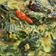 Cooksnap dari @Molly untuk resep Gulai Daung Singkong Teri