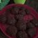 Cooksnap dari Ladymongrel untuk resep Death By Chocolate Balls alias Bola Biskuit Marie