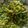 Tanuja Sharma's cooksnap of when they made Sangri beans.