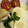 El cooksnap de Lilian Becerra cuando hizo Tomates asados.