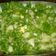 El cooksnap de Lady Marmalade cuando hizo Ensalada de rúcula y papas.