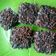Cooksnap dari Dapur linaina untuk resep Brownies Goriorio