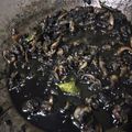 Cooksnap dari Ofie Timmy untuk resep Oseng Cumi tinta hitam