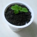 小雯子 的 【棉花糖牛奶慕斯盆栽】 cooksnap