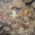 Cooksnap dari aminipriyono@gmail.com untuk resep Semur Bola Daging simple banget