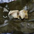 Cooksnap dari Haryanti Dewi untuk resep Carang Gesing (pistuban)