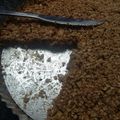 El cooksnap de fabiana cuando hizo Torta de Avena, coco y manzana saludable.