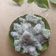 Cooksnap dari Mama Aisya Wafi untuk resep 58. Klepon Pandan #Matsu