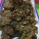 El cooksnap de Niishka Agnieszka cuando hizo Buñuelos de acelga.